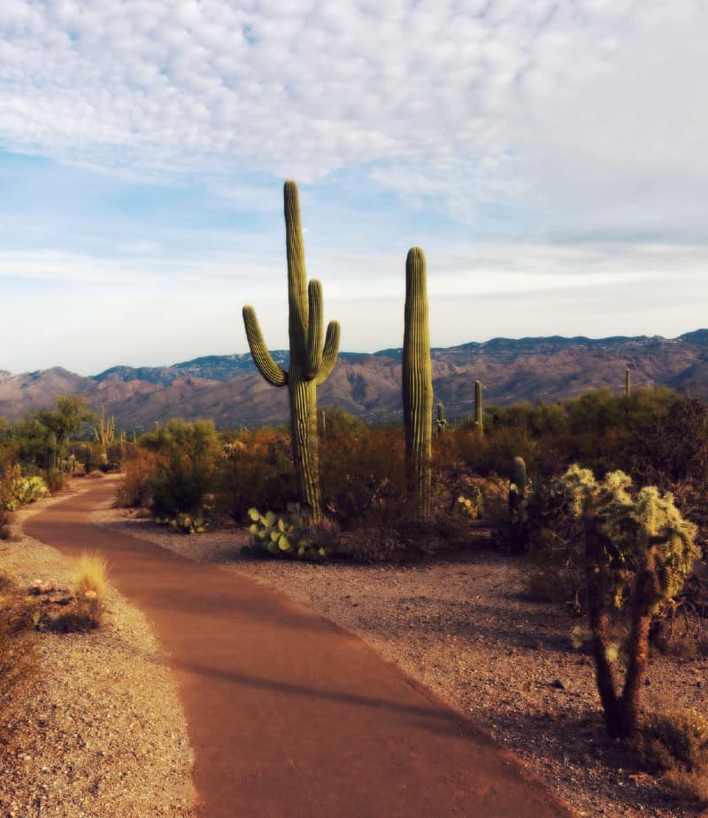 Saguaro e estrada