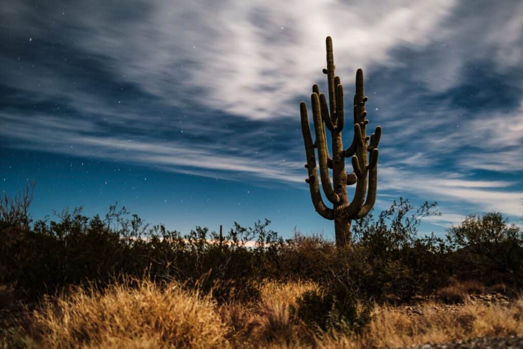 Saguaro